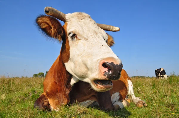 Cow on a summer pasture Royalty Free Stock Images
