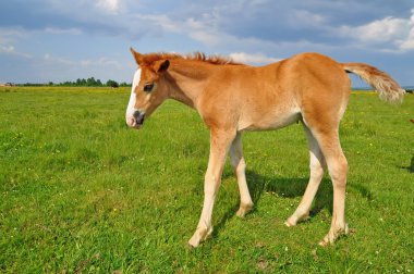 Foal on a summer pasture. clipart