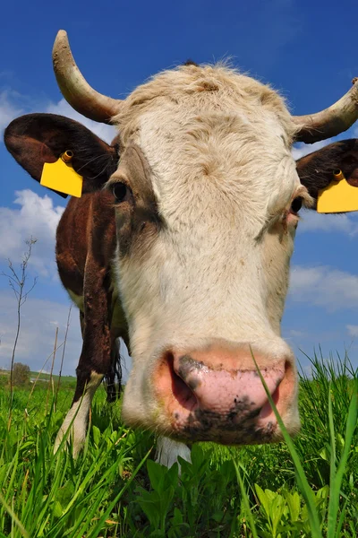 stock image Cow on a summer pasture