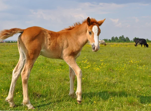 Foal on a summer pasture. — Stock Photo, Image