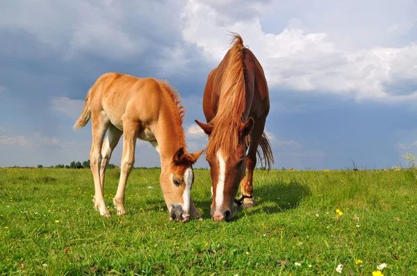 夏の牧草地での雌馬との戦い — ストック写真
