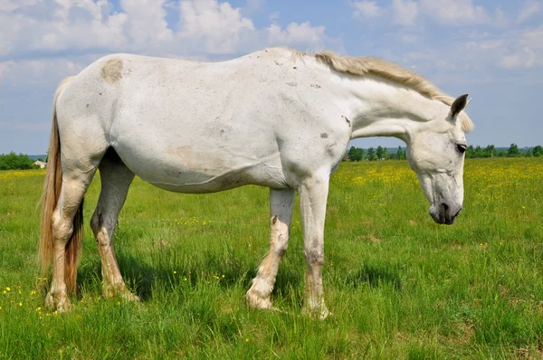Кінь на літньому пасовищі — стокове фото