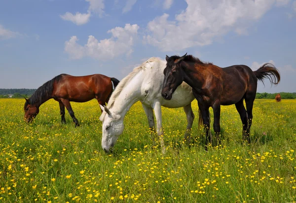 Paarden op een zomerweide — Stockfoto