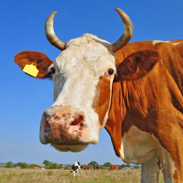 Cabeça de uma vaca contra um pasto — Fotografia de Stock