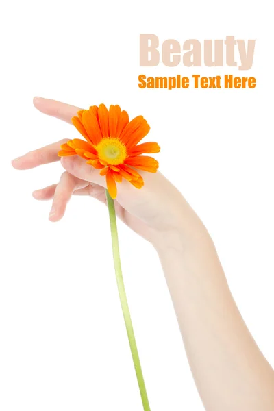 Schönheit Hände und Blume — Stockfoto