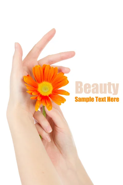 Beauty hands and flower — Stock Photo, Image