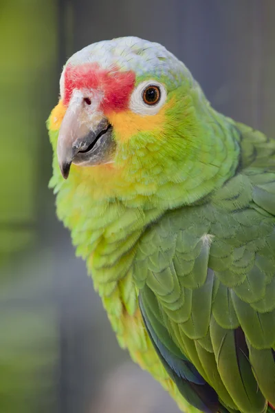 Amazon parrot — Stock Photo, Image