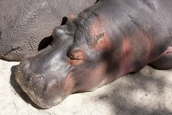 Hipopótamo al sol — Foto de Stock