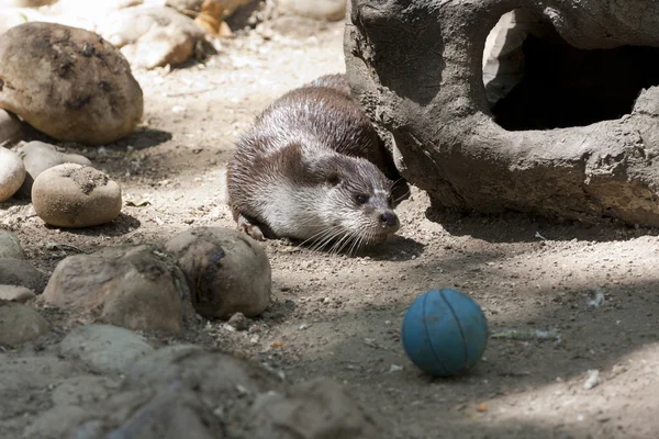 Otter ball — Stock Photo, Image