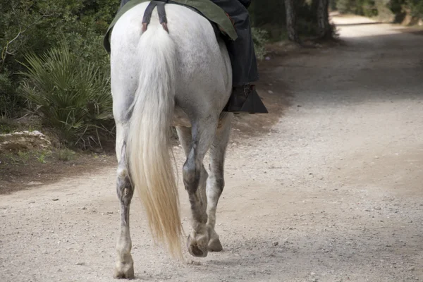 田園地帯を通って乗馬 — ストック写真