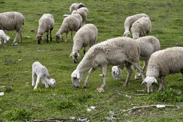 Koyun yetiştiriciliği — Stok fotoğraf