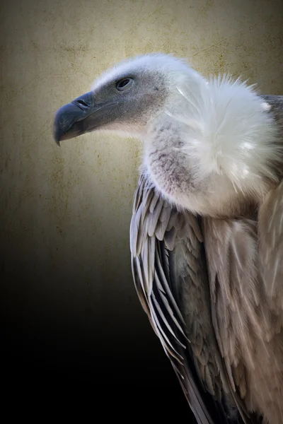 Avvoltoio degradato — Foto Stock