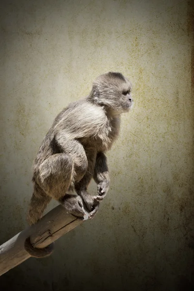 Małpa na gałęzi — Zdjęcie stockowe