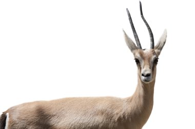 Gazelle isolated clipart