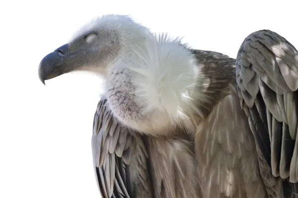 Grifone avvoltoio isolato — Foto Stock