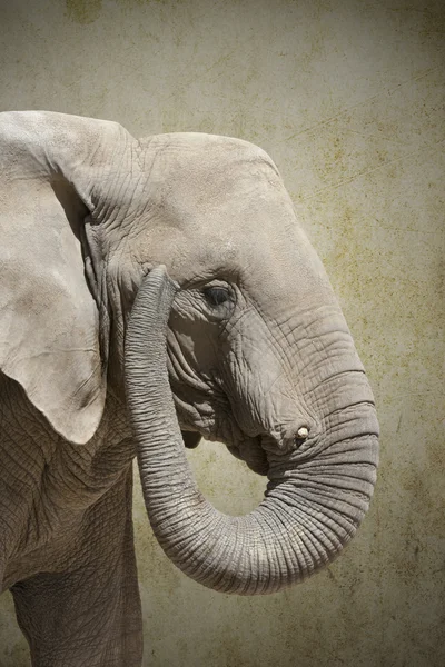 Elefante de Enormus — Foto de Stock