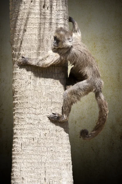 Macaque in a tree — Stock Photo, Image