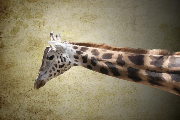 长颈鹿的脖子 — 图库照片