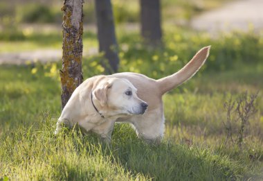 Labrador