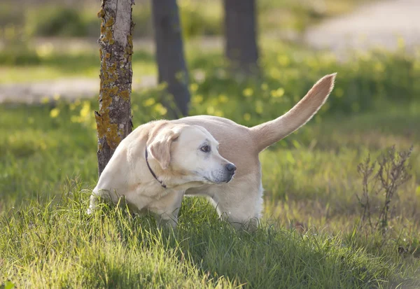 Labrador —  Fotos de Stock