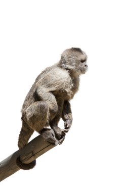 Macaque in a tree isolated clipart