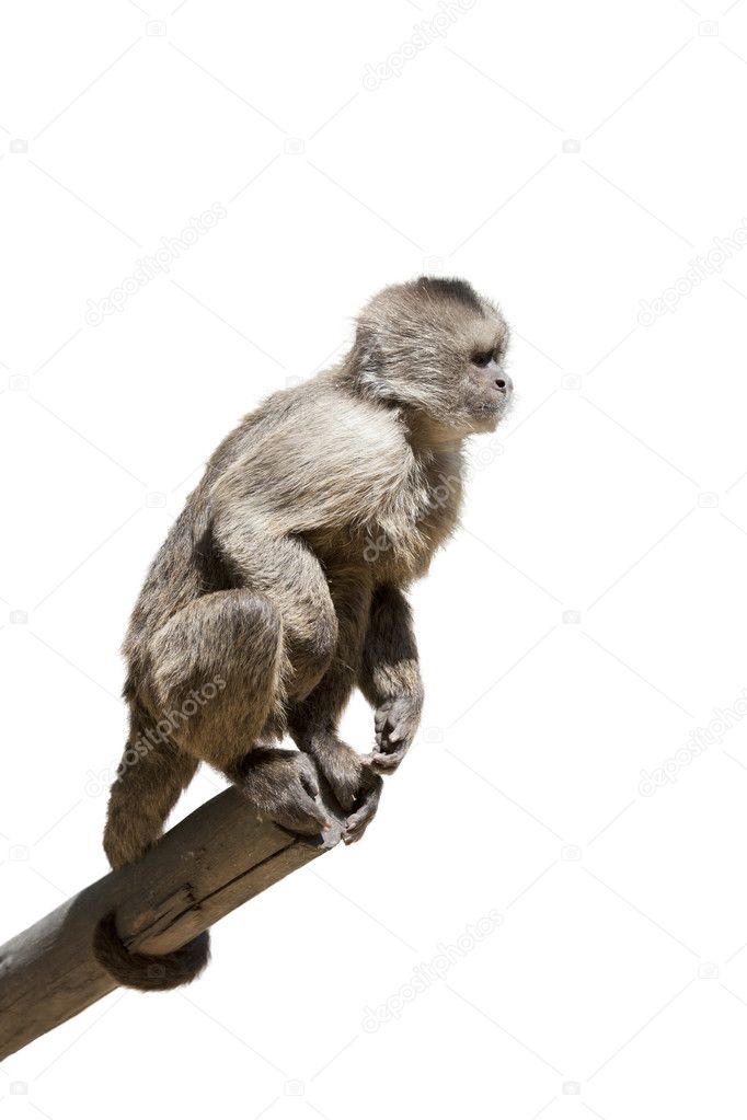 Macaque in a tree isolated
