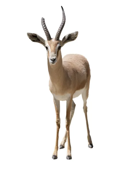Gazelle — Stockfoto