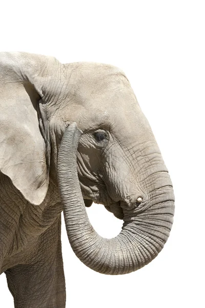 Elephant isolated white Stock Photo