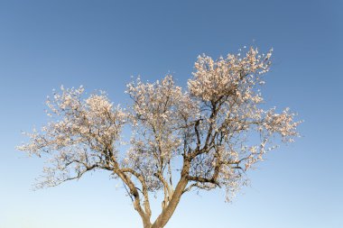 Badem Ağacı