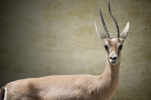Gazelle — Stock Photo, Image