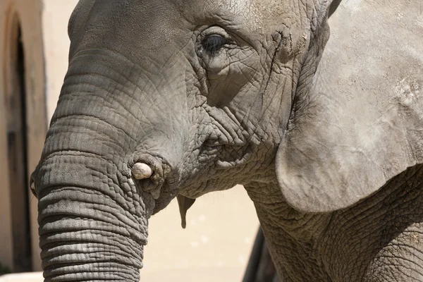 Retrato de elefante —  Fotos de Stock