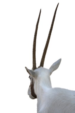 Arabian Oryx horns clipart