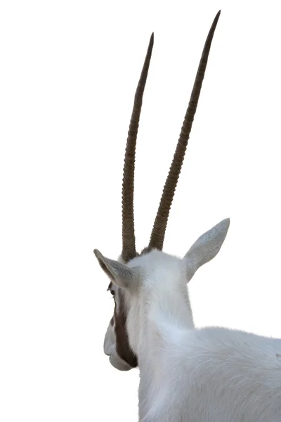 อาหรับ Oryx horns — ภาพถ่ายสต็อก