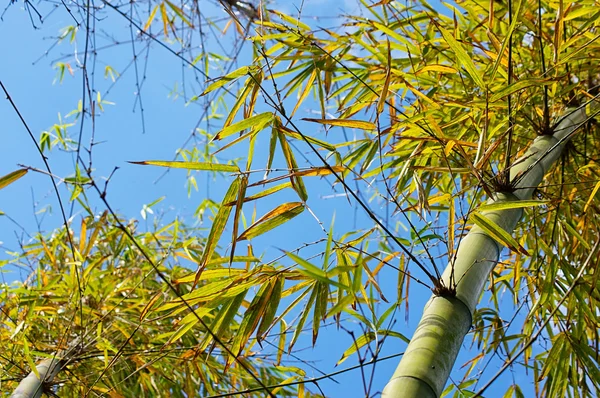 Bambú contra el cielo —  Fotos de Stock