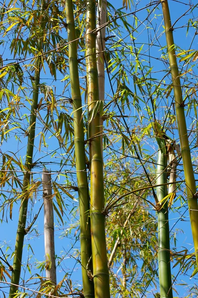 Bamboo trees against sky — Stock Photo, Image