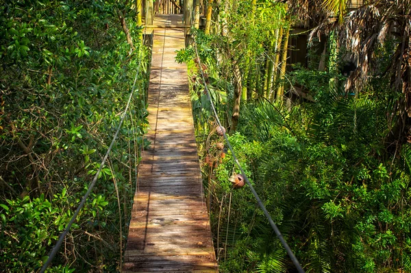 Suspended walking bridge in jungle