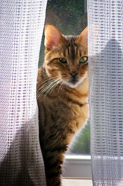 Бенгальская кошка в окне — стоковое фото