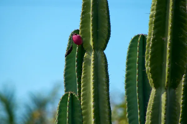 Cactus con capullo —  Fotos de Stock