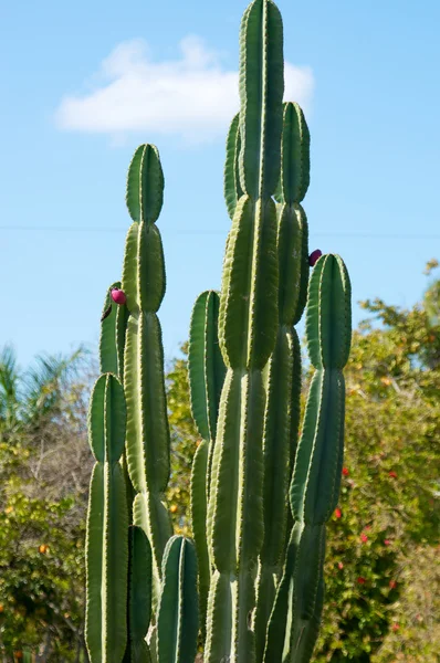 Planta de cactus grande con árboles en el fondo — Foto de Stock