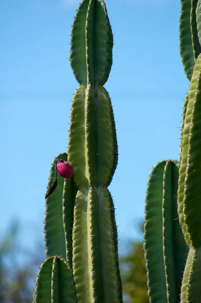 Cactus alto con capullo de flores —  Fotos de Stock