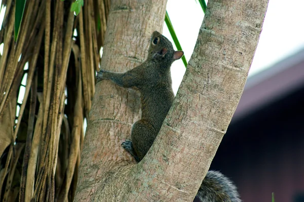 Eichhörnchen klettert auf Baum — Stockfoto