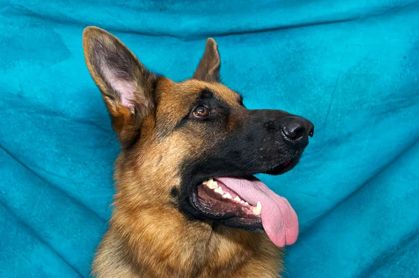 Alman çoban köpek alarmı ve nefes nefese — Stok fotoğraf