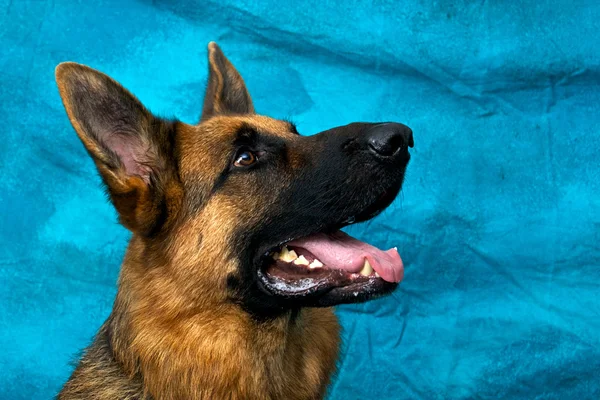 Pastor alemán perro mirando hacia arriba con la boca abierta — Foto de Stock