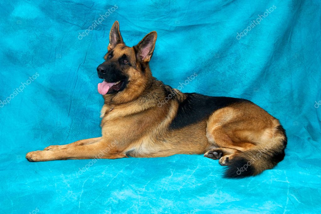 German Shepherd Dog Laying Down Looking Alert Stock Photo By C Sorsillo 8339701