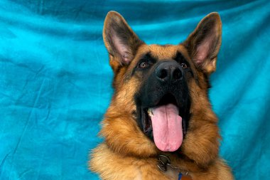 Alman çoban köpek baş üzerinden düşük açılı