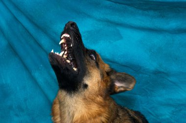 German Shepherd Dog howling clipart