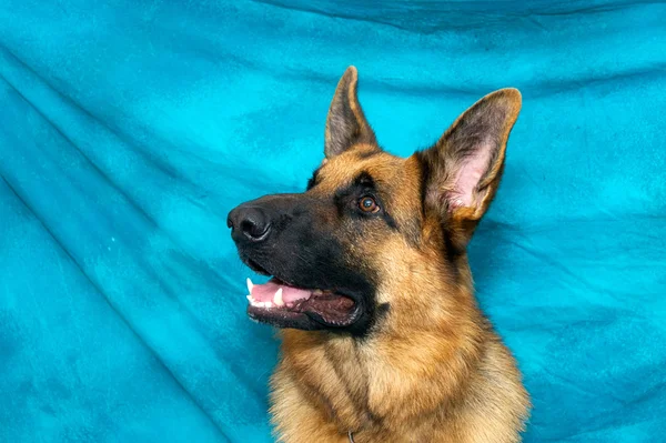 Pastore tedesco cane guardando molto attento — Foto Stock