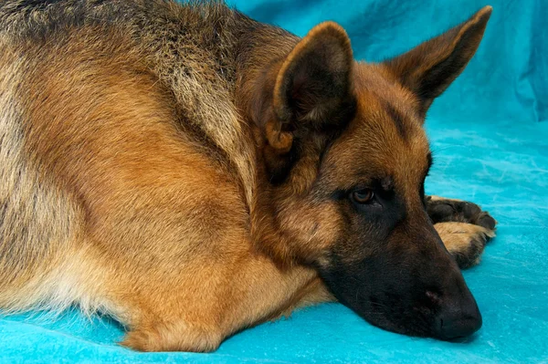 Dinlenme Alman çoban köpeği — Stok fotoğraf