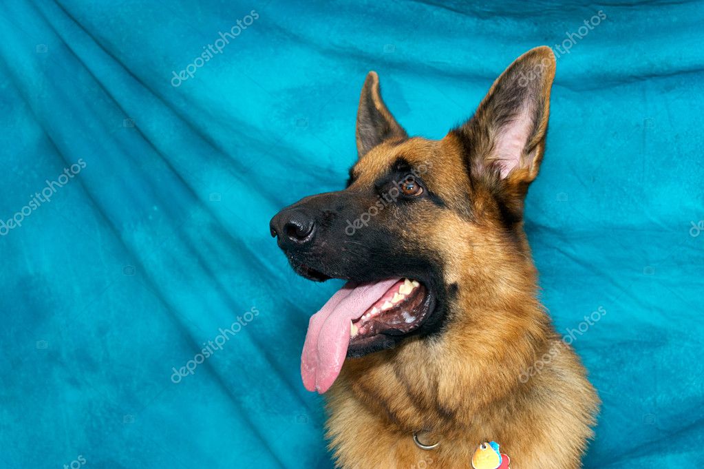 are german shepherds prone to panting