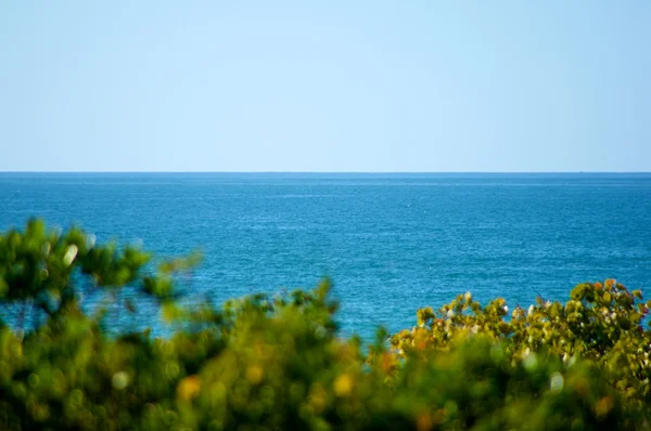Looking over trees at gulf of mexico — Stock Photo, Image